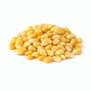 Premium Maize Seeds