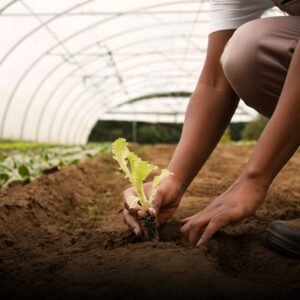 Agriculture Moderne et Durable – Contexte du Mali