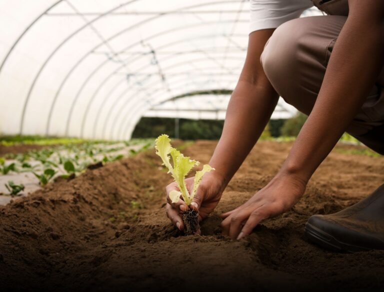 Agriculture Moderne et Durable – Contexte du Mali