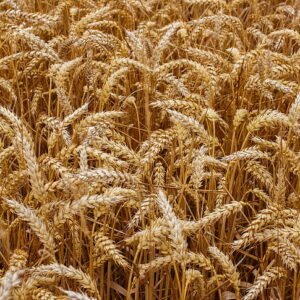 Certified wheat seeds