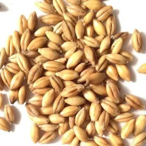 Certified Wheat Seeds